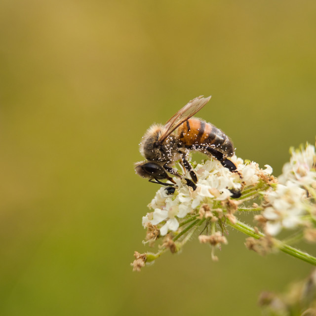 "Honey Bee" by James Peck - $1.21 "Honey Bee" stock image