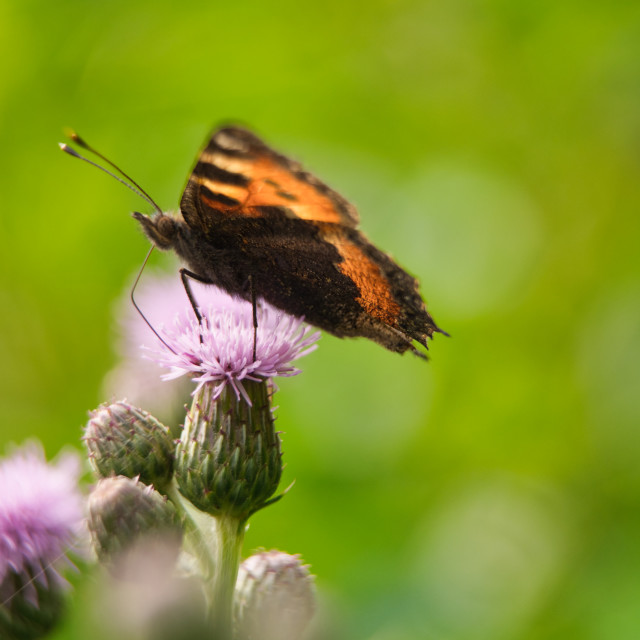 "Tortoiseshell Butterfly" stock image