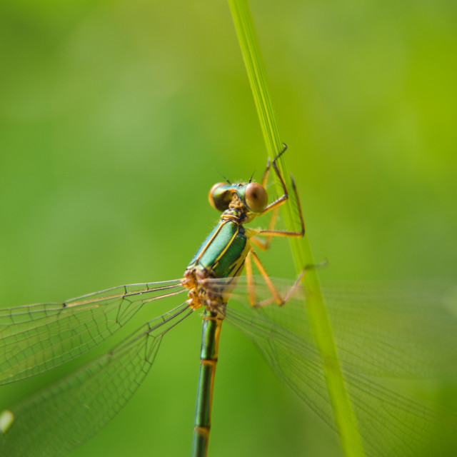 "Willow Emerald" stock image