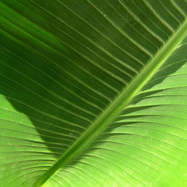 "Banana leaf" stock image