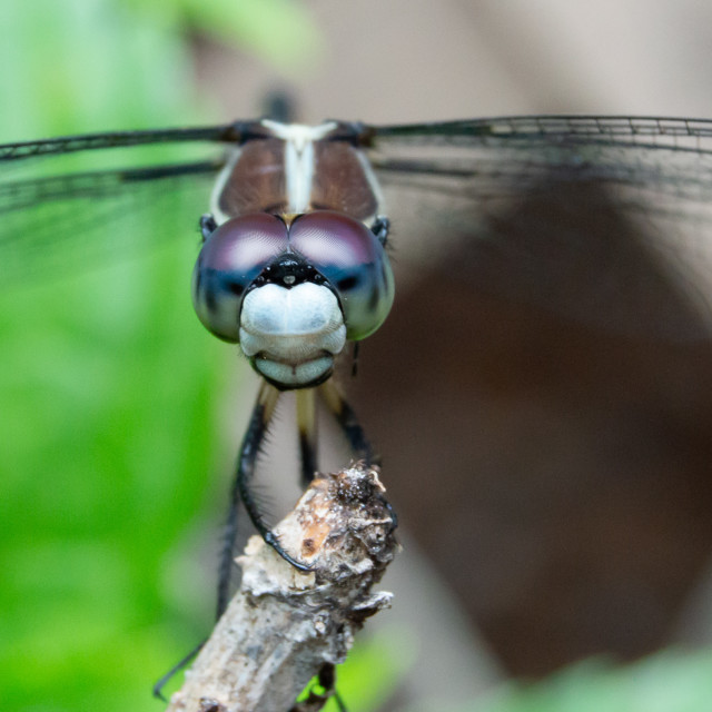 "Dragonfly stare" stock image