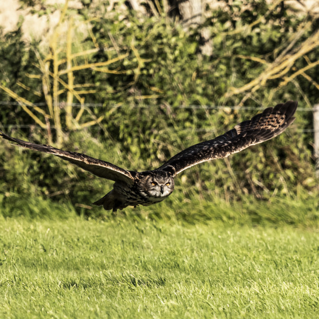 "European Eagle Owl in Flight" stock image