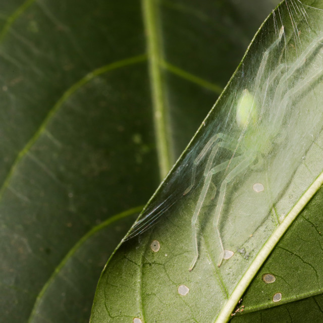 "The green spider Eyes sp., the green huntsman spider" stock image