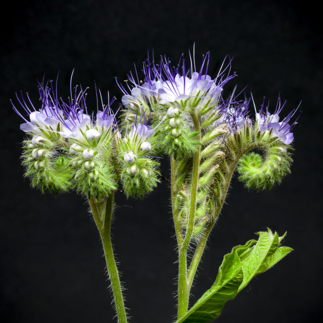 "Phacelia" stock image