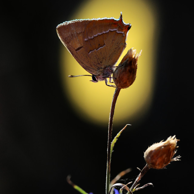 "A rare butterfly in my garden on an interesting background" stock image