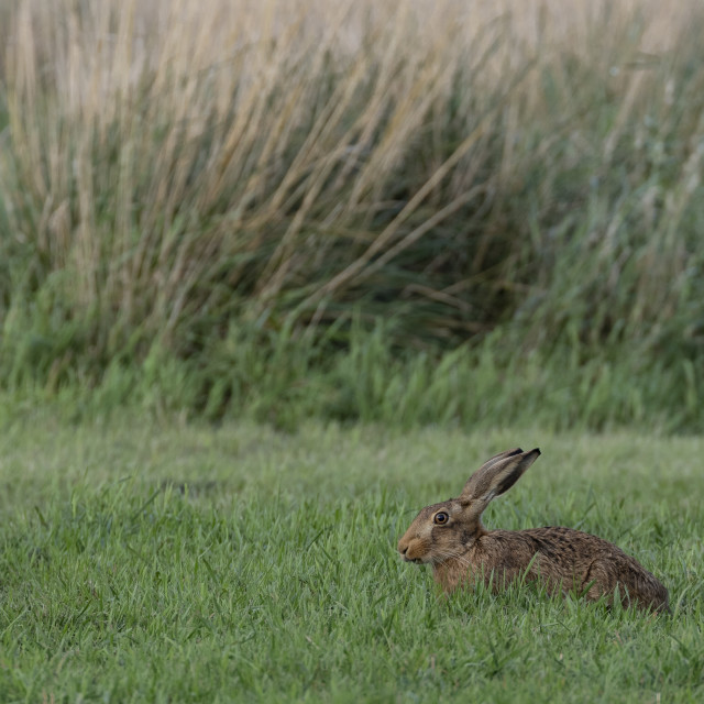 "Brown hare sat" stock image
