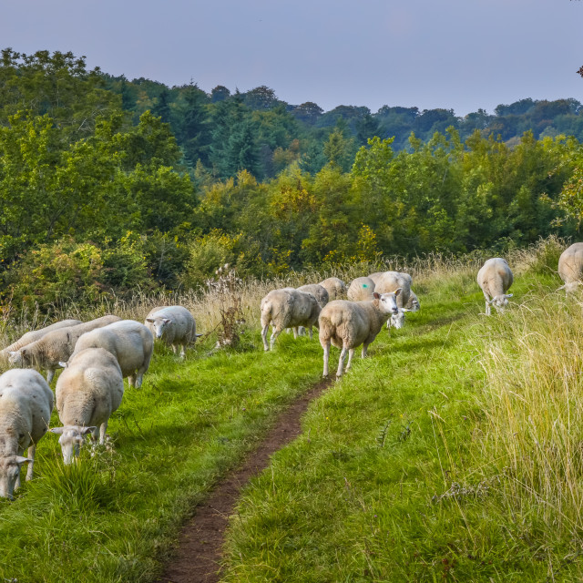 "Grazing Sheep In Wiltshire, England" stock image