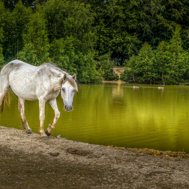 "New Forest Pony At The Lake" stock image