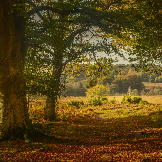 "Woodland In Autumn" stock image