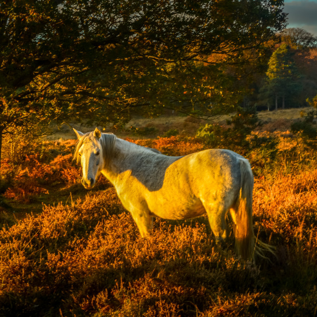 "New Forest Pony At Sunset" stock image