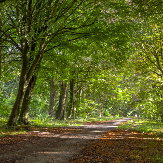 "Roman Road In Grovely Woods, Wiltshire" stock image