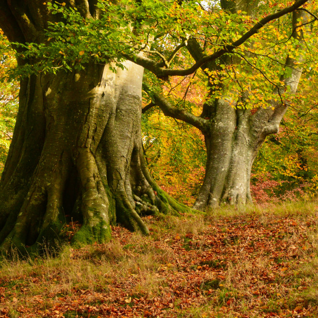 "Ancient Beech Trees In Autumn" stock image