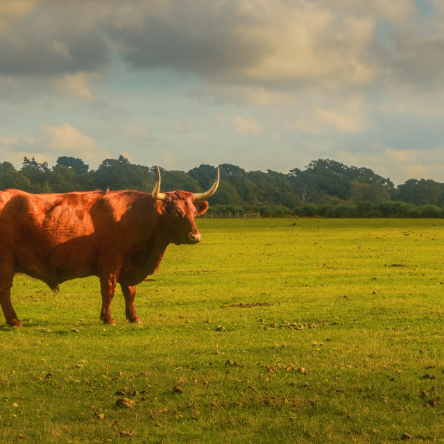 "Highland Cattle In The New Forest" stock image