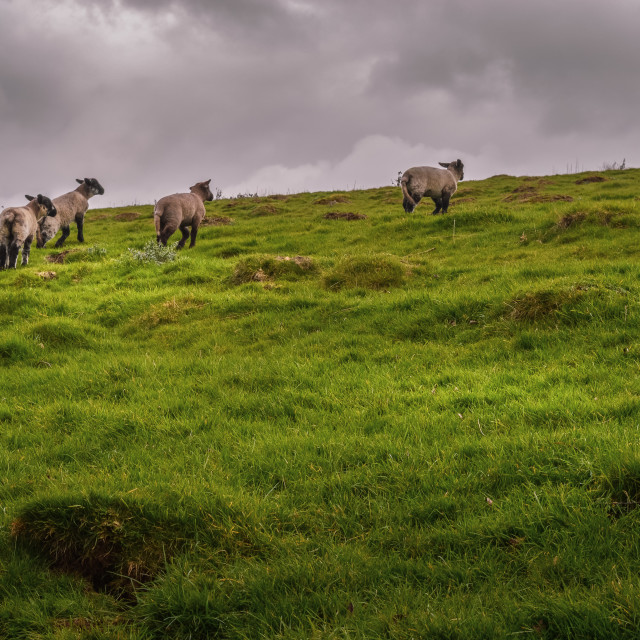 "Lambs Running Up A Hill" stock image