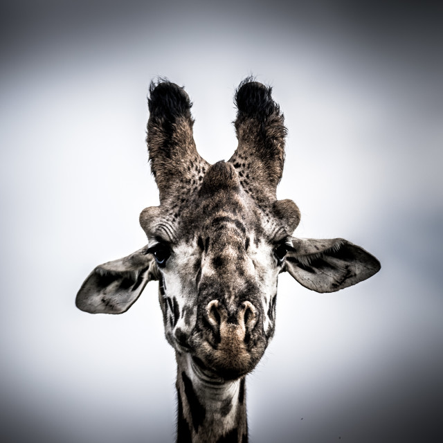 "A Giraffe" stock image