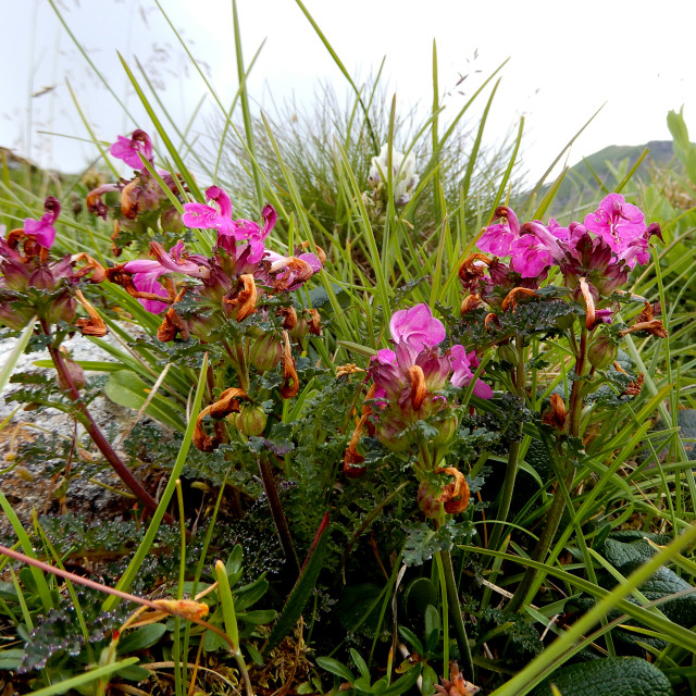 "wild alpine flowers" stock image