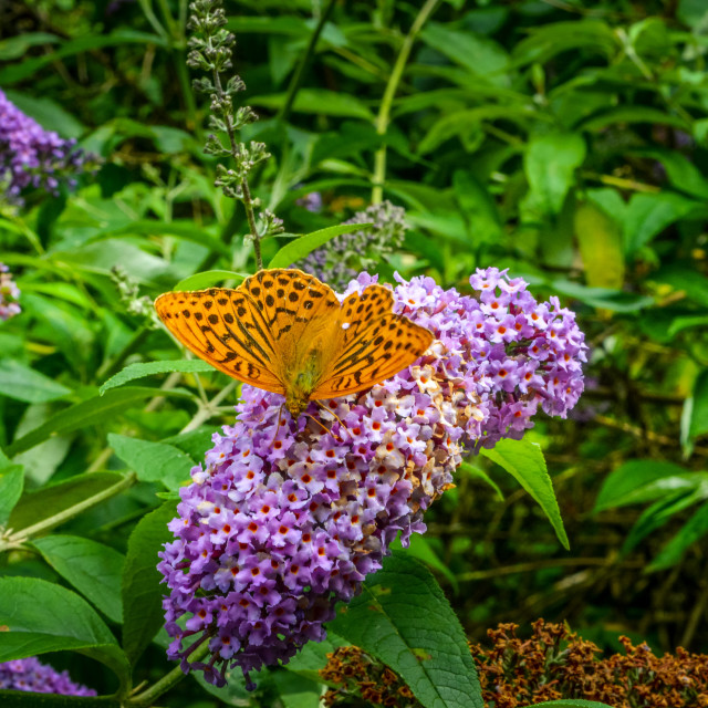 "A Beautiful Butterfly In Summer" stock image