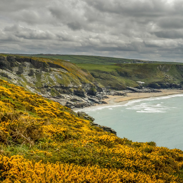 "Yellow Gorse On A Cornwall Clifftop" stock image