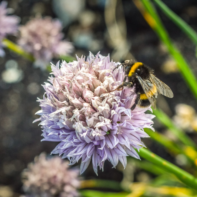 "A Bumblebee Gathering Nectar" stock image