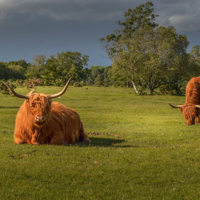 "Highland Cattle In The New Forest" stock image