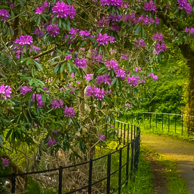 "Rhododendrons In The Early Evening Sun" stock image