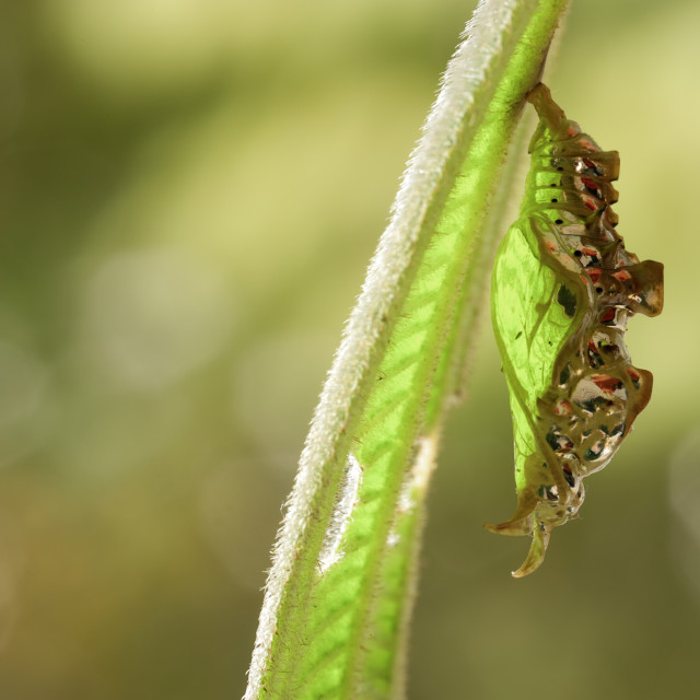 "The Studded sergeant chrysalis (Athyma asura)" stock image