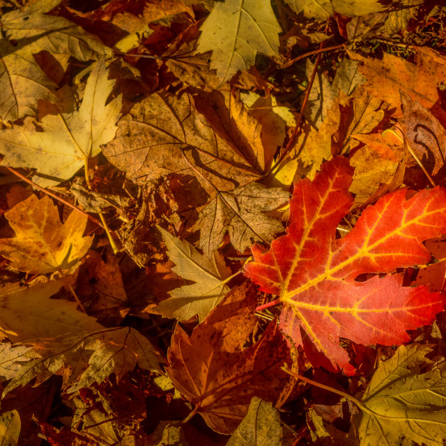 "Autumn Leaves" stock image