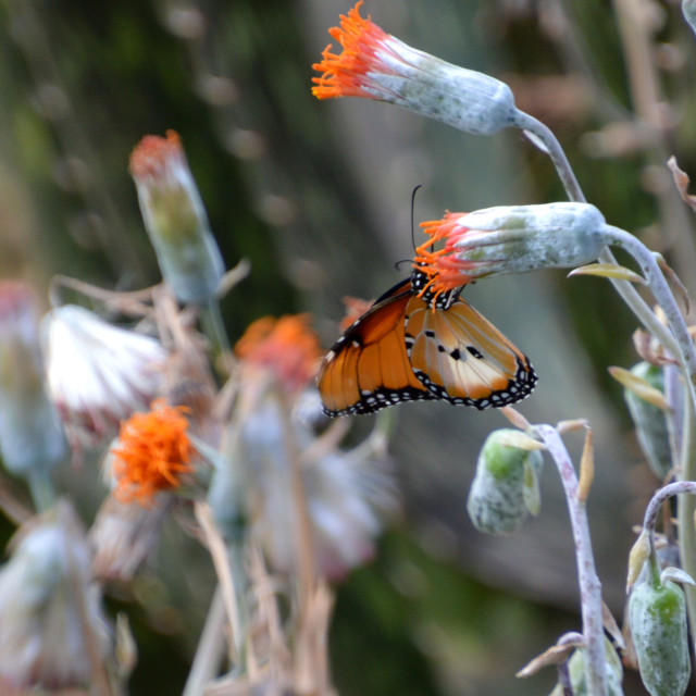 "Tiger Butterfly" stock image