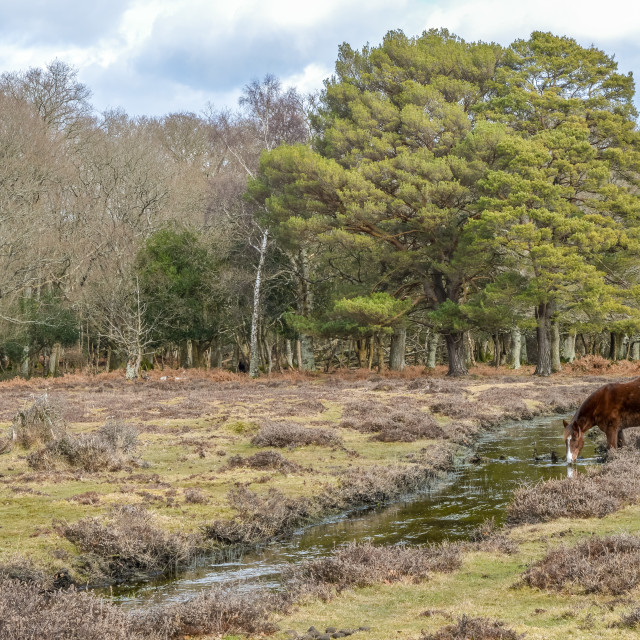 "New Forest Pony At The Stream" stock image