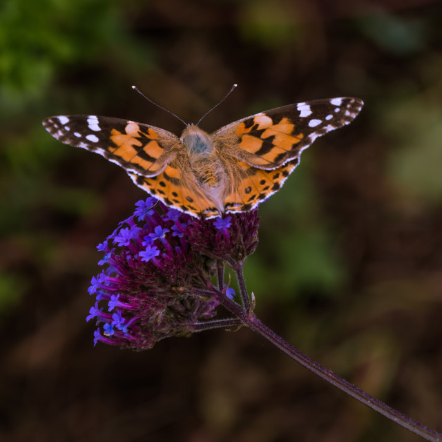 "Butterfly on buddleia" stock image