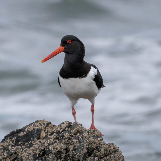 "Oyster Catcher on Llyn Peninsula" stock image