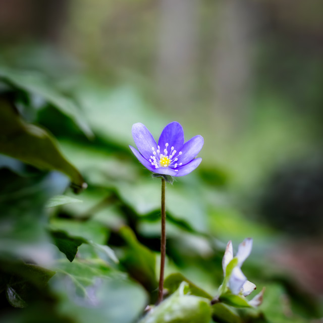"Common hepatica (Anemone hepatica) flower on the forest in spring" stock image