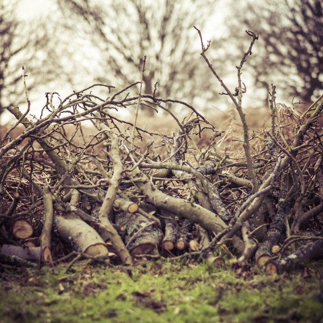 "Tree Collective" stock image