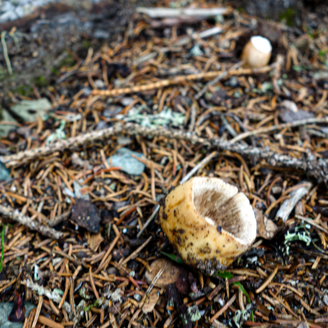 "The forest floor" stock image