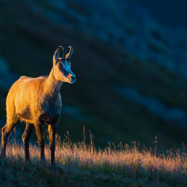 "Chamois standing on dry grass lit by the sunset with copy space." stock image