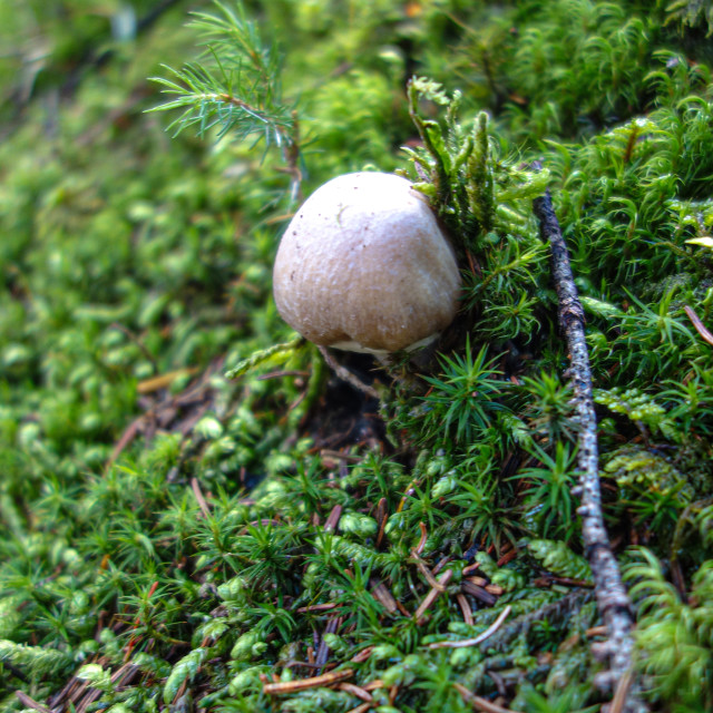 "Ping Pong ball fungi" stock image