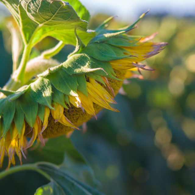 "Sunflower Blooming in a Sunflower Farm Field" stock image