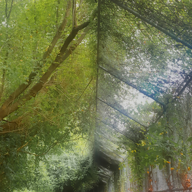 "Nature Walk" by JOHN MOUNT - $25.10 "Nature Walk" stock image
