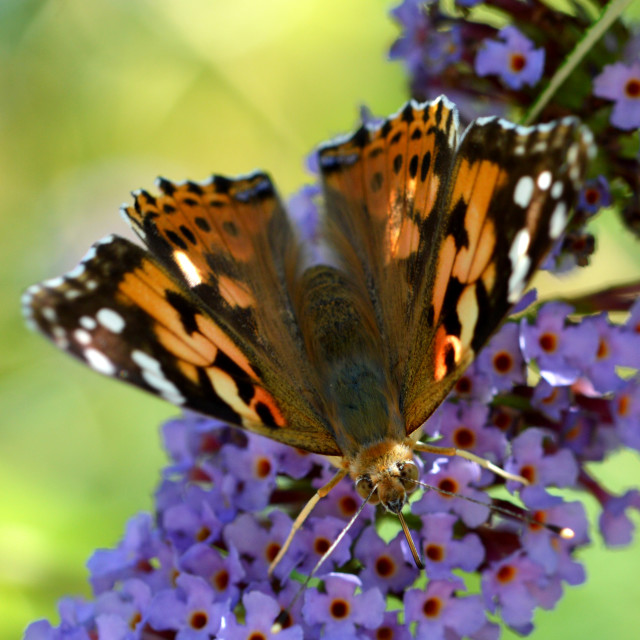 "Painted Lady Butterfly # 2" stock image