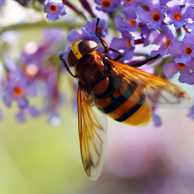 "Hornet Hoverfly #2" stock image