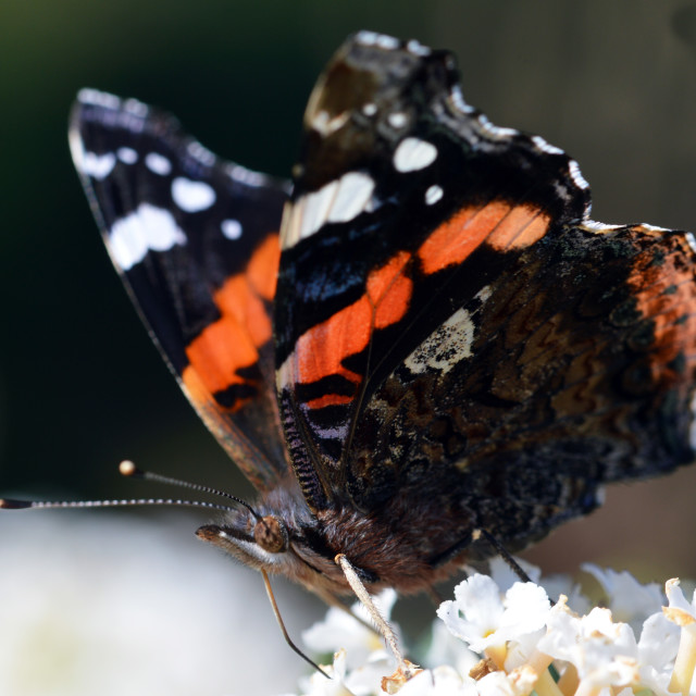 "Red Admiral Butterfly" stock image