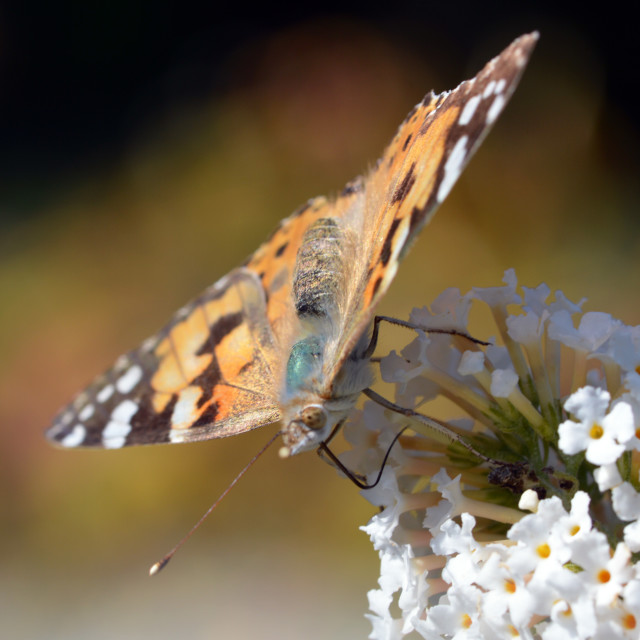 "Painted Lady Butterfly # 4" stock image