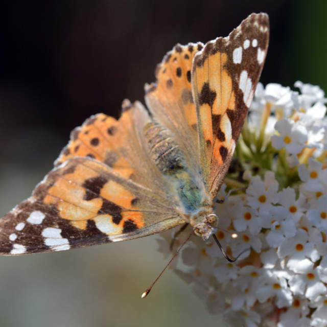 "Painted Lady Butterfly #5" stock image