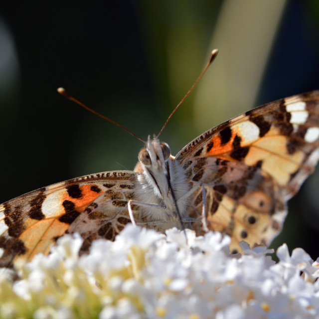 "Painted Lady #7" stock image