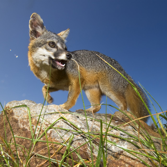 Island Fox Urocyon Littoralis Santa Cruz Island Channel Islands