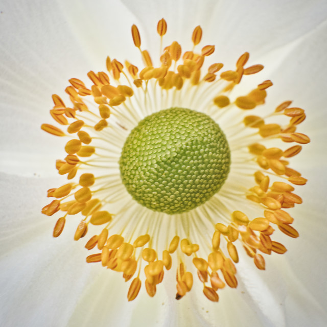 "Japanese Anemone" stock image