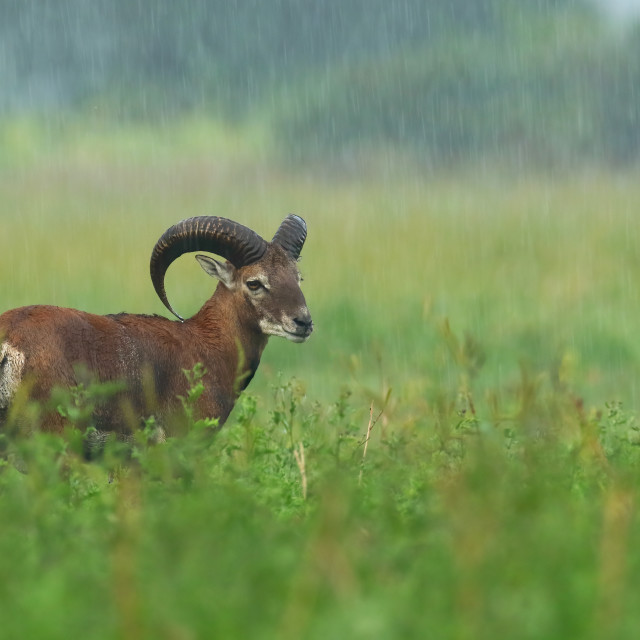 "Mouflon, Ovis musimon, on a field in rain in summer" stock image