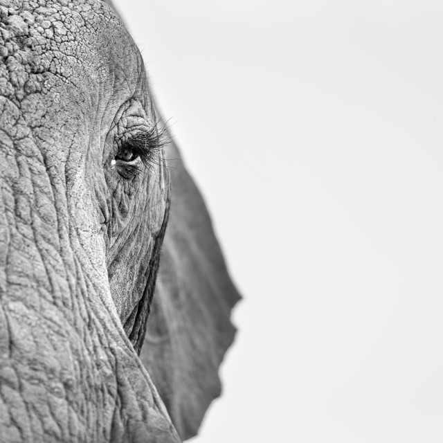 "AN ELEPHANT & HER EYE LASHES." stock image