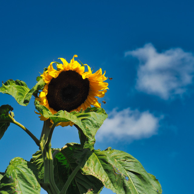 "Sunflower" stock image