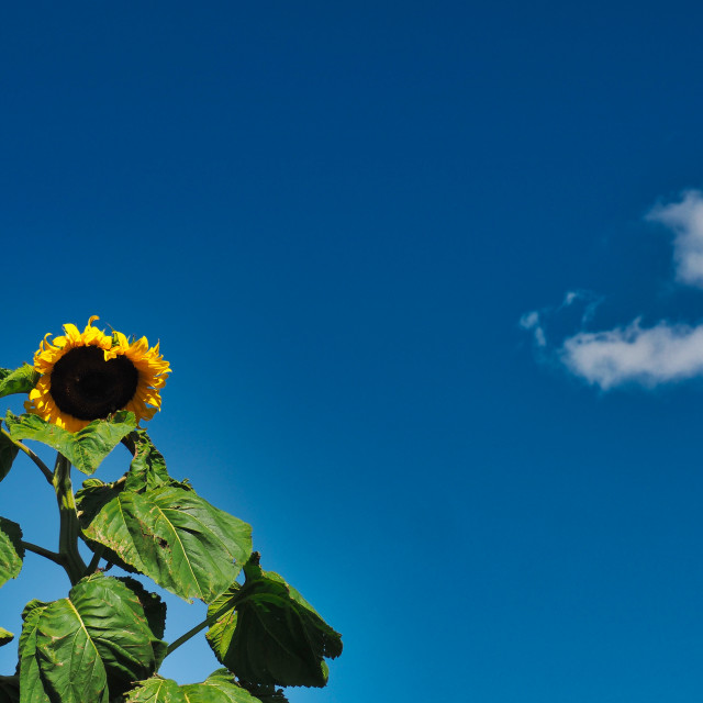 "Sunflower" stock image